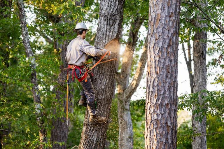 Abattage d'arbres : comment procéder en toute sécurité ?